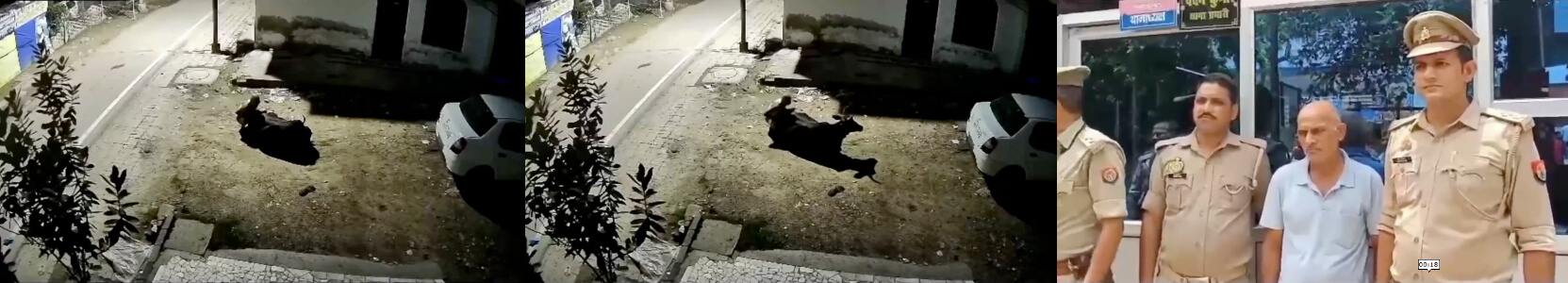 
                        印度一名男子趁月黑风高强奸邻居家母牛，被视频监控拍到，遭警方逮捕！                     thumbnail