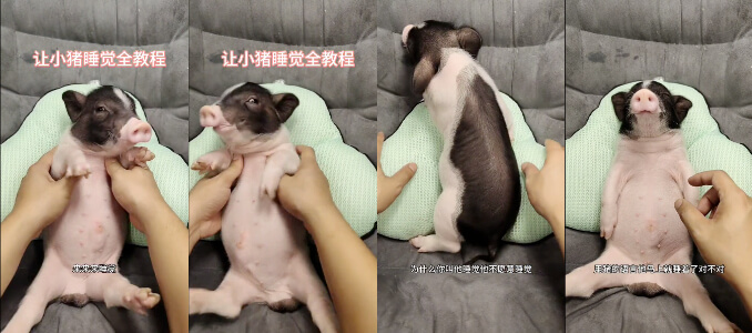 牛逼!懂一门外语就是不一样,养猪的可以学习下,哈哈~~~                     thumbnail
